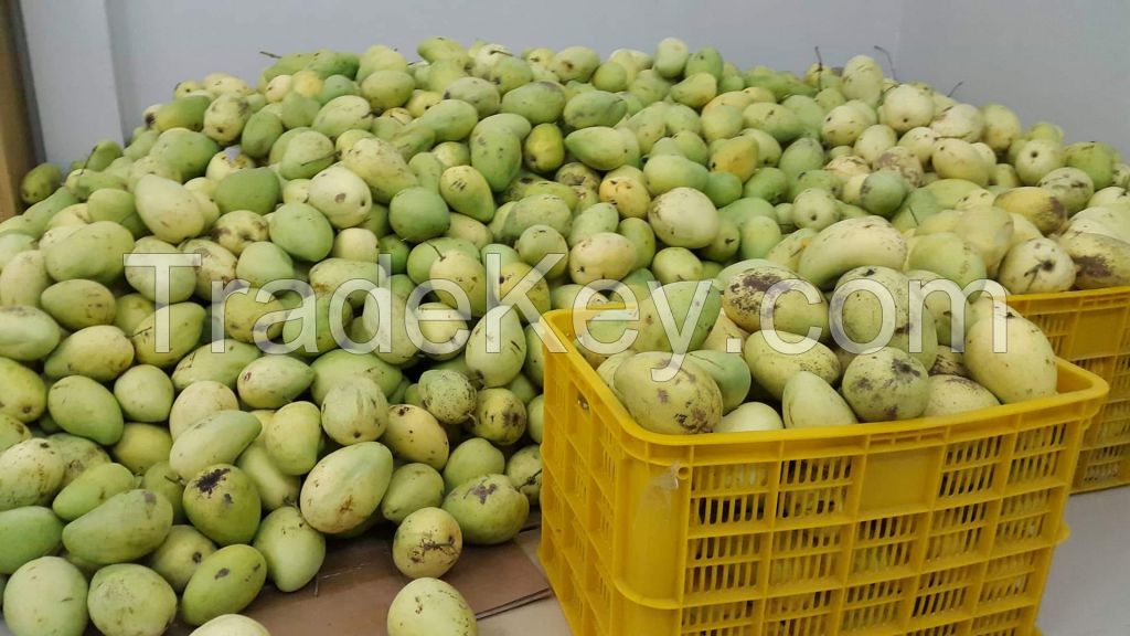 Dried Soft Mango from Vietnam Factory