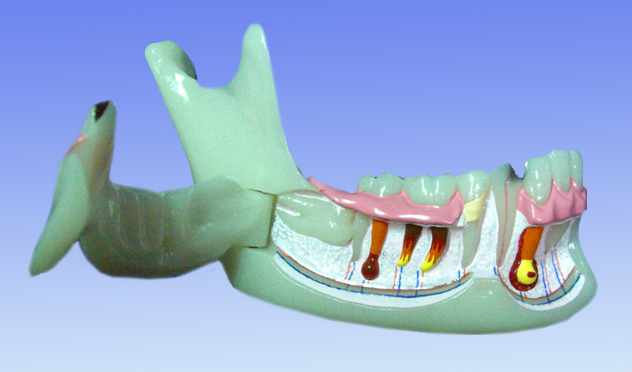 The demonstrating model of mandibular tissue