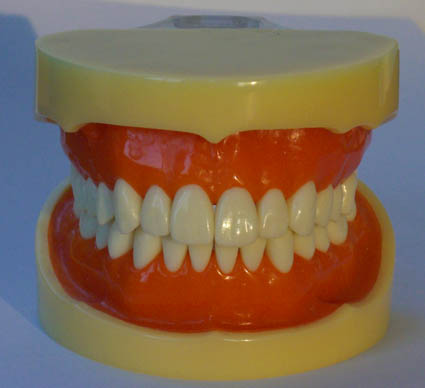 standard tooth jaw model B