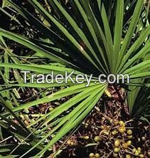 Saw palmetto fruit extract fatty acids Saw palmetto P.E.