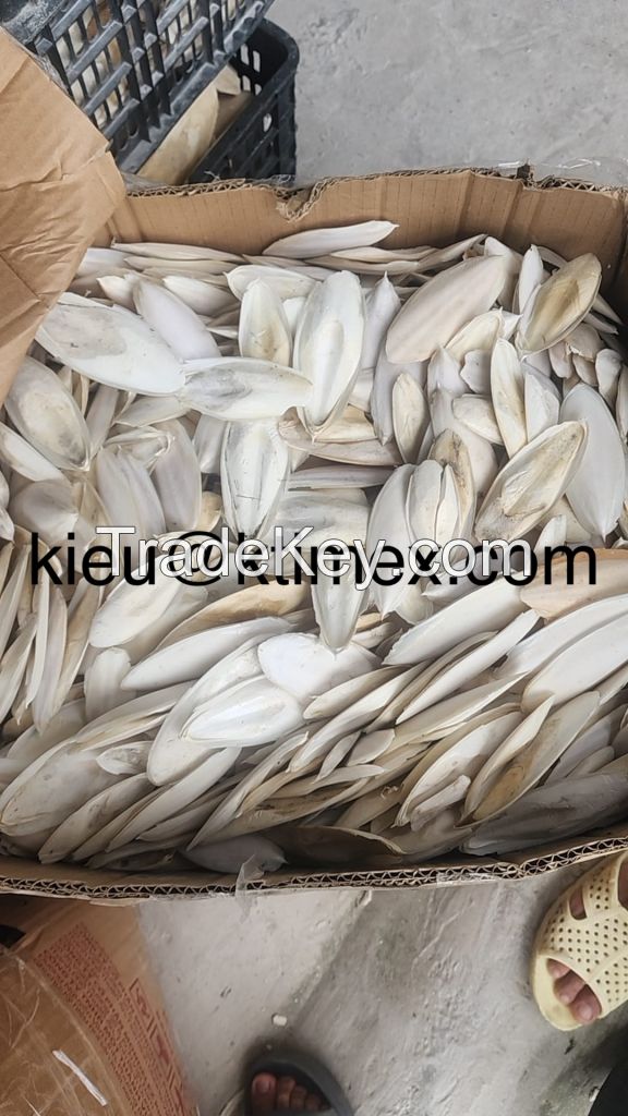 CUTTLEFISH BONE +44 7549837432