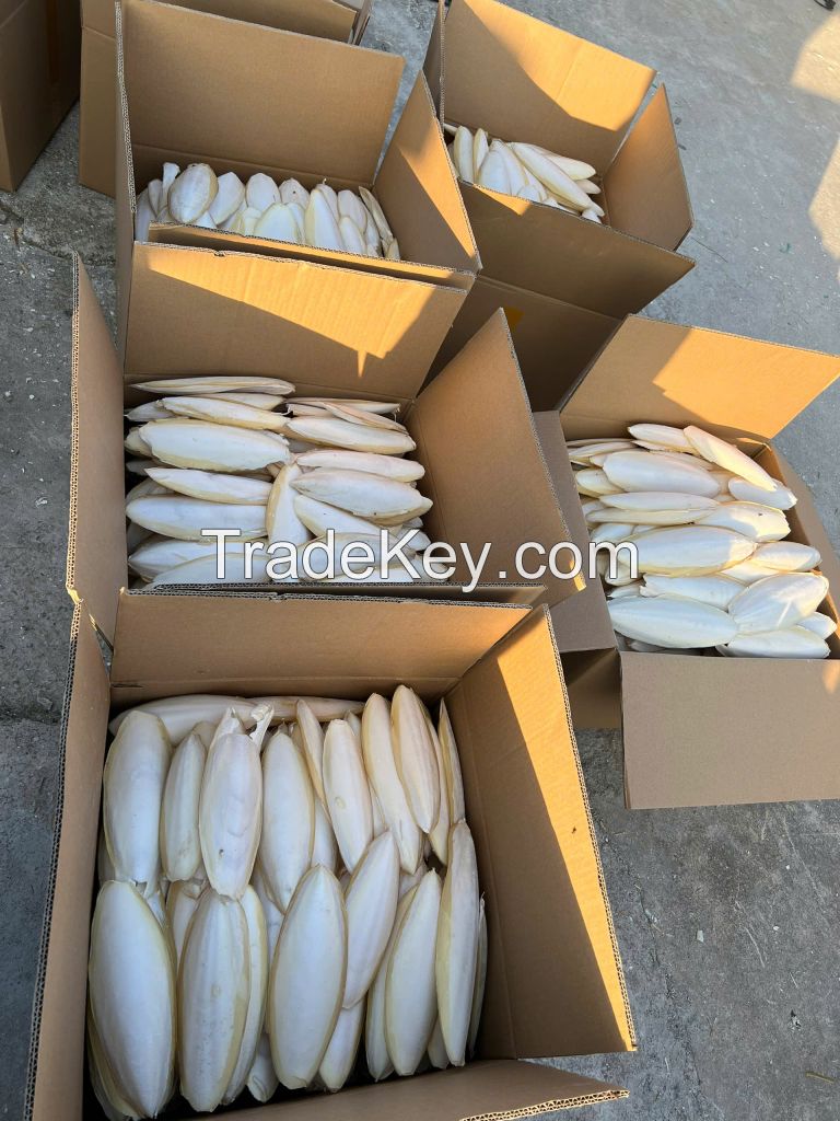 Cuttlefish bone 447549837432