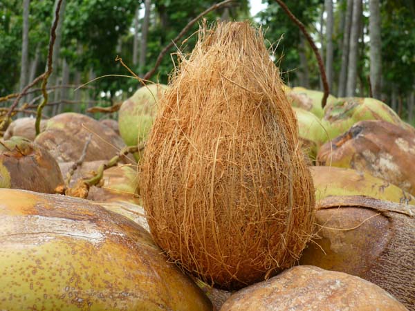 COCONUT WITH HUSK