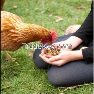 Animal Feed Chinese Herbal Compound Premix for Chicken Feed