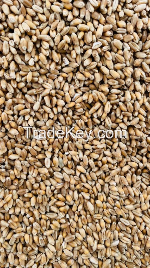 WHEAT CLASS 4