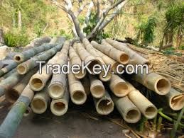 Ethiopian Bamboo Pole
