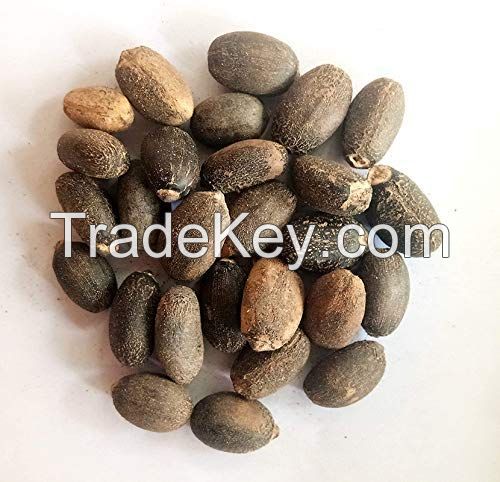 JATROPHA SEEDS