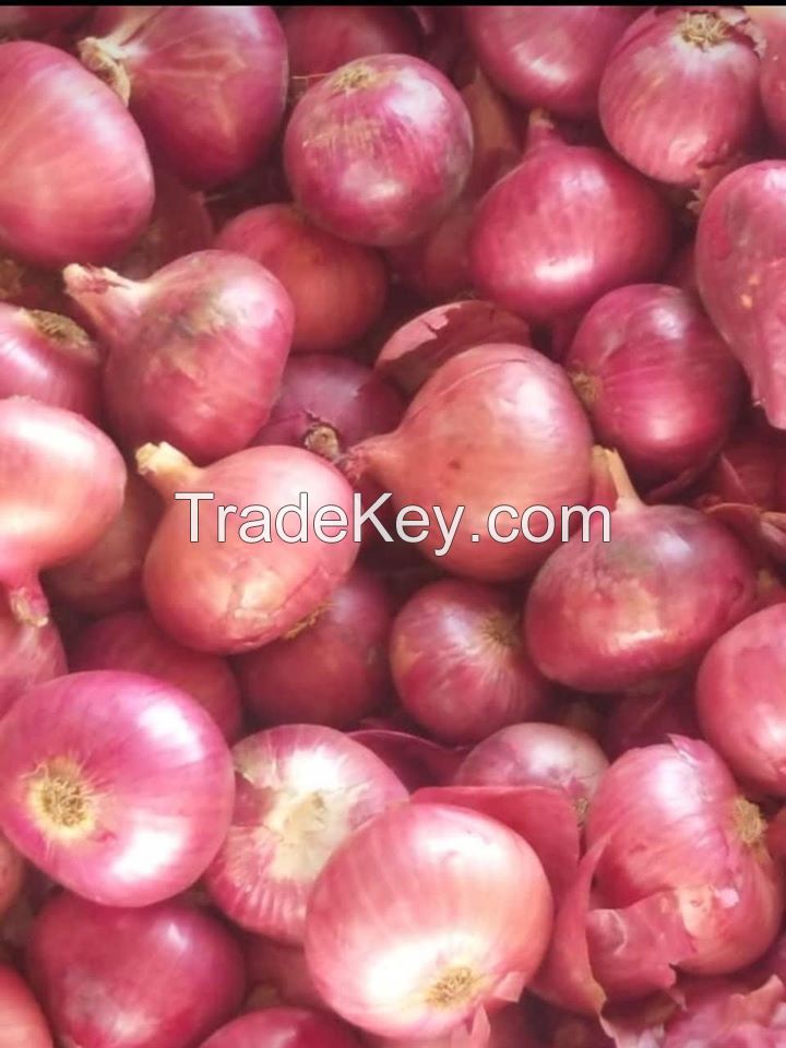 EXPORT-QUALITY FRESH RED ONION FOR SALE