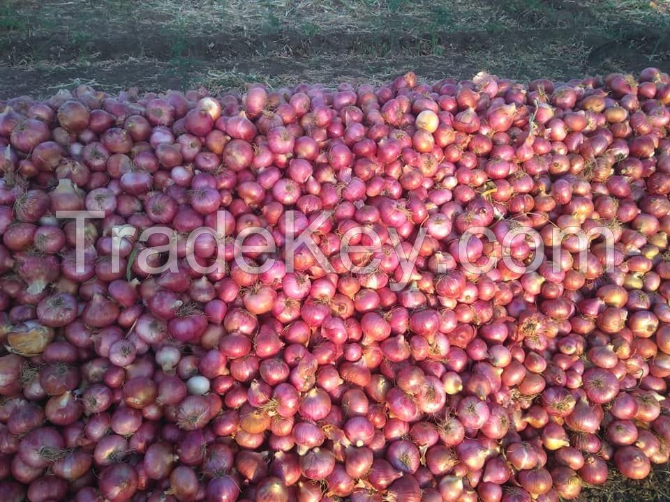 EXPORT-QUALITY FRESH RED ONION FOR SALE