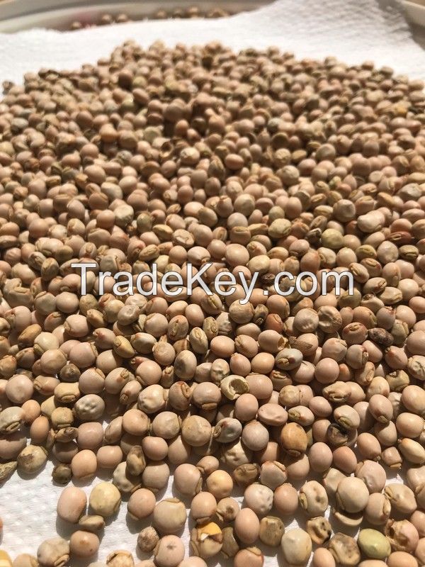 PIGEON PEAS