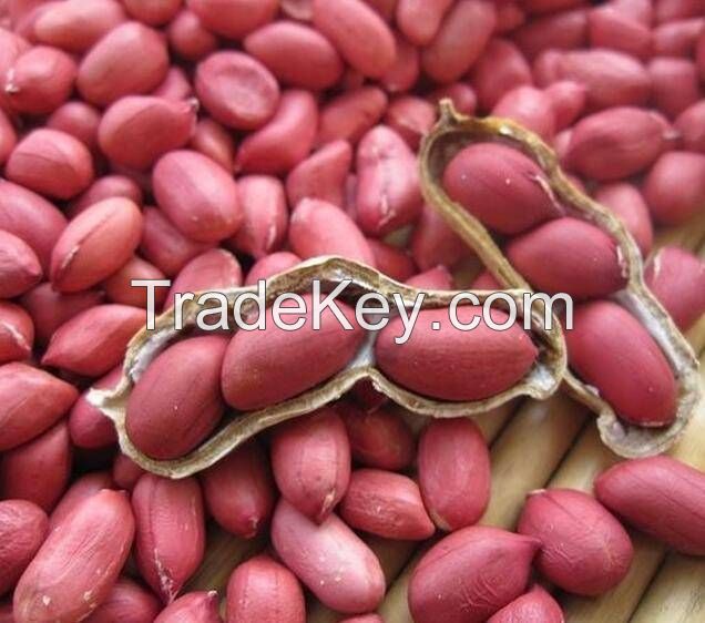 HIGH-PROTEIN NATURAL PEANUTS AVAILABLE FOR SALE