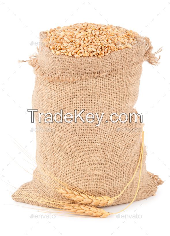 WHEAT GRAINS