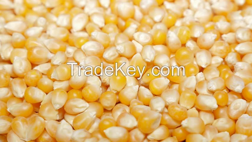 NON GMO YELLOW CORN MAIZE