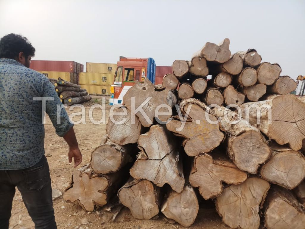 Teak wood - pine logs