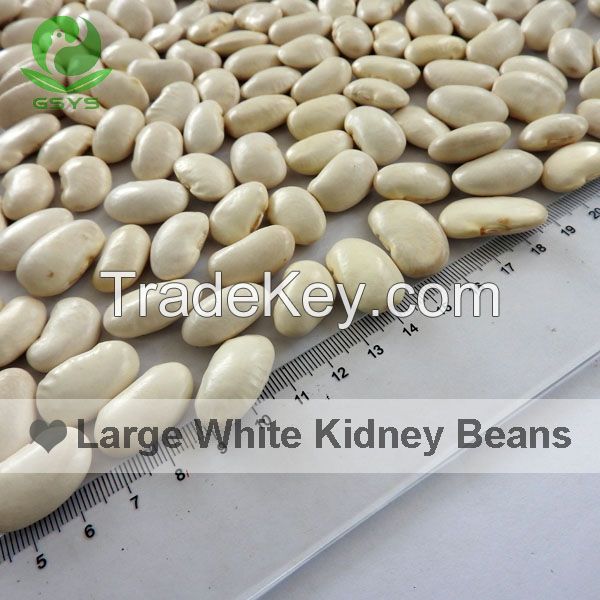 WHITE KIDNEY BEANS