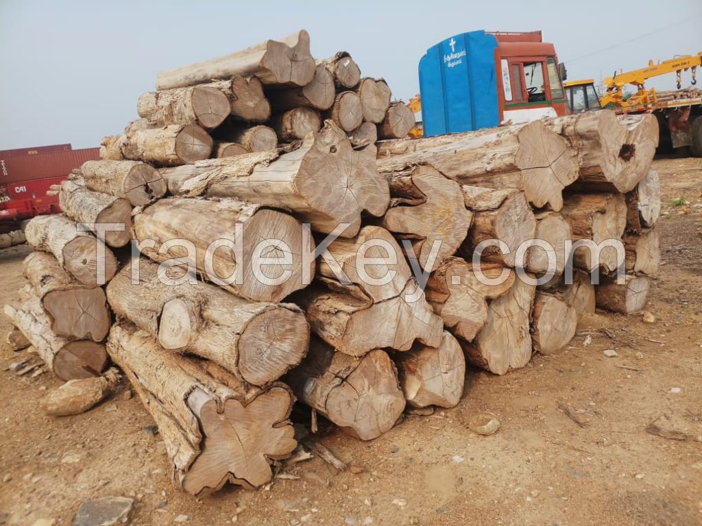 Teak wood - pine logs