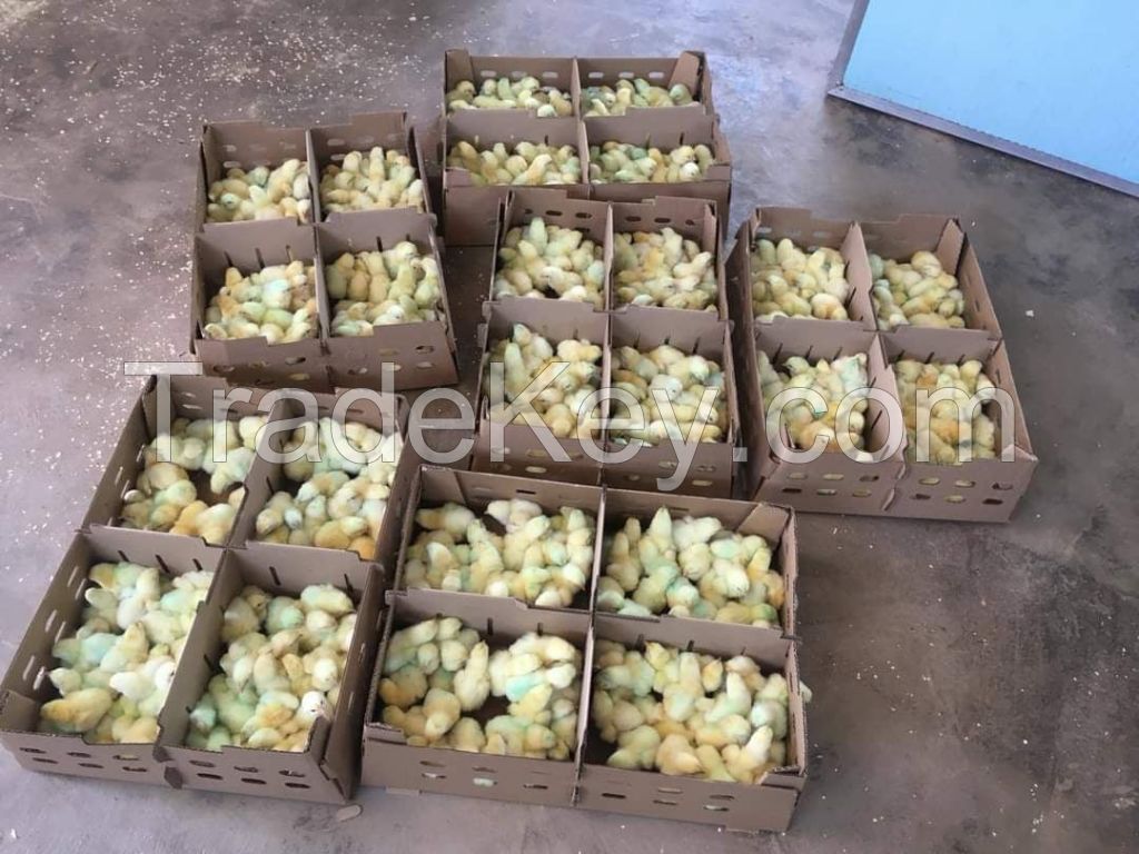 Chicken Eggs Fertile and Table Eating Eggs Available