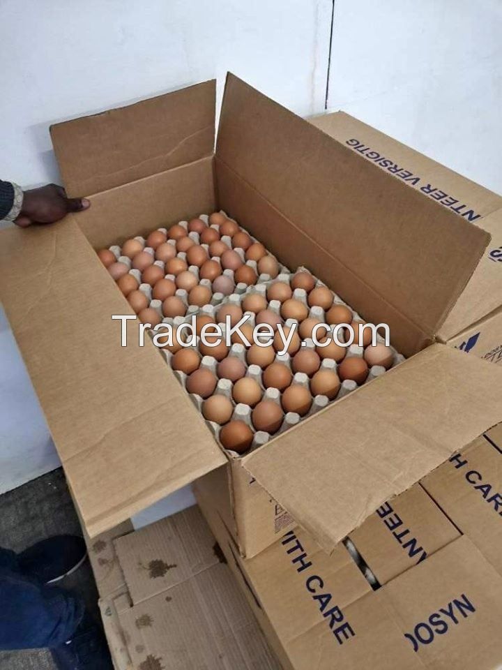 Chicken Eggs Fertile and Table Eating Eggs Available