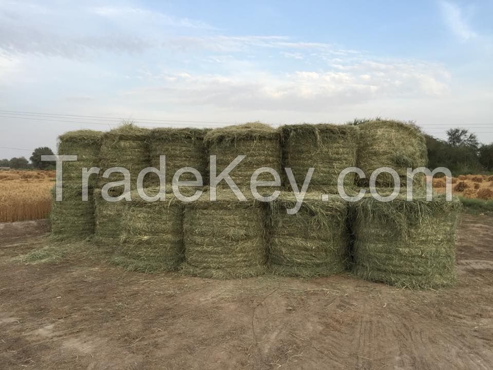 Rhode Grass (Alfalfa Hay)