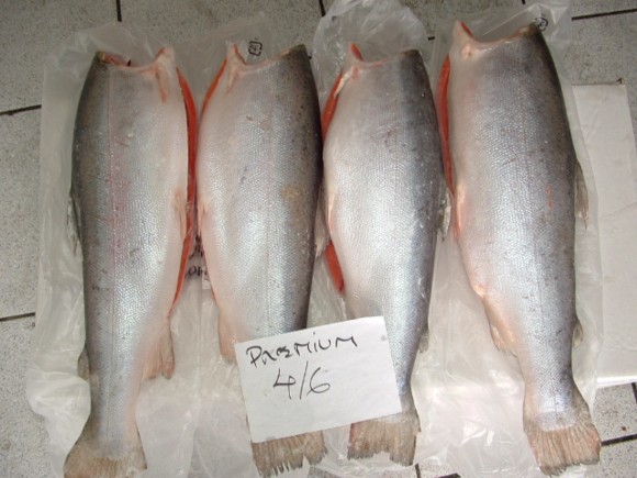 Salmon Trout HG Premiun Frozen-