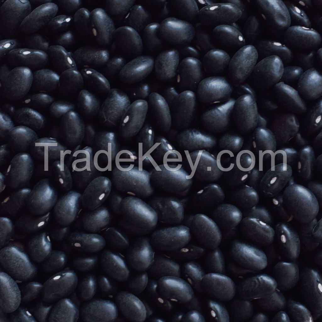 Black kidney beans in brine with good quality for whole world