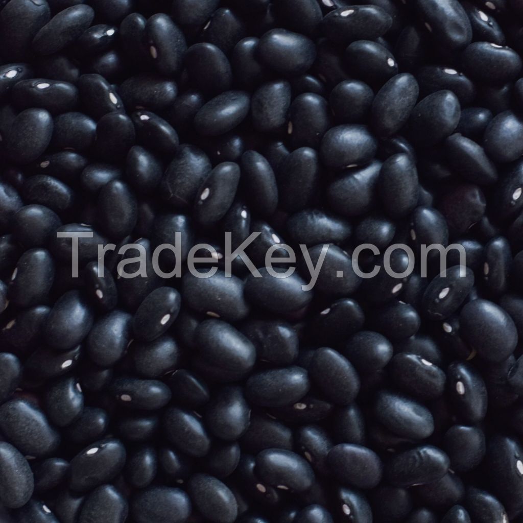 Black Kidney Beans Organic Small Price Dried Black Beans Top Grade Wholesale black kidney Beans For Sale