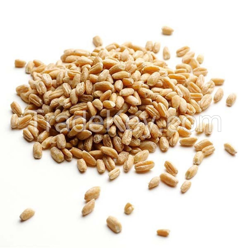 Natural Pure Wheat Dried Grade Grain High Quality Wheat