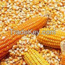 Animal Feed Ingredient. Corn/Maize Grain