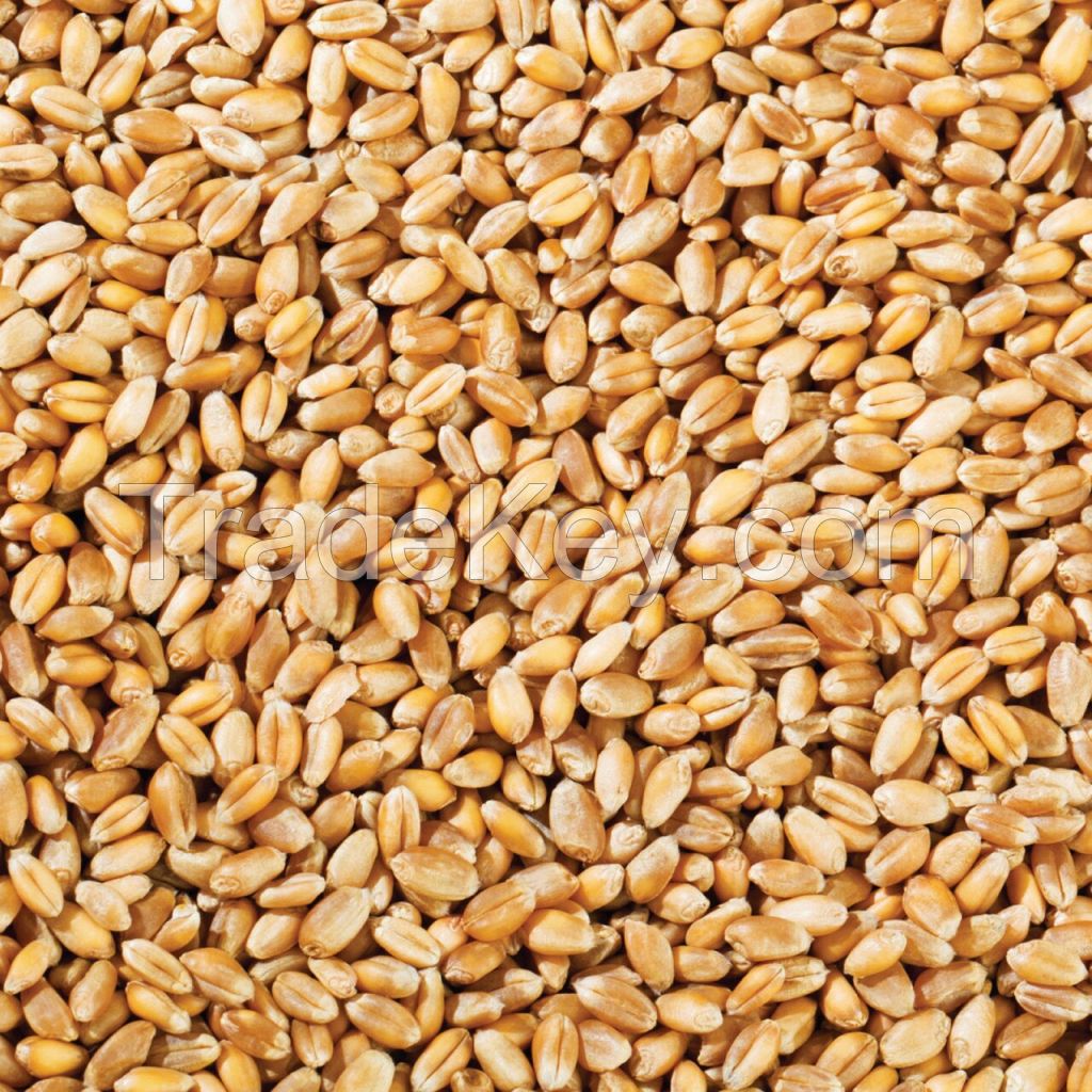 Natural Pure Wheat Dried Grade Grain High Quality Wheat