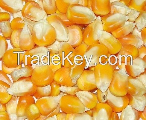 Non GMO and GMO Yellow and White Corn / Maize