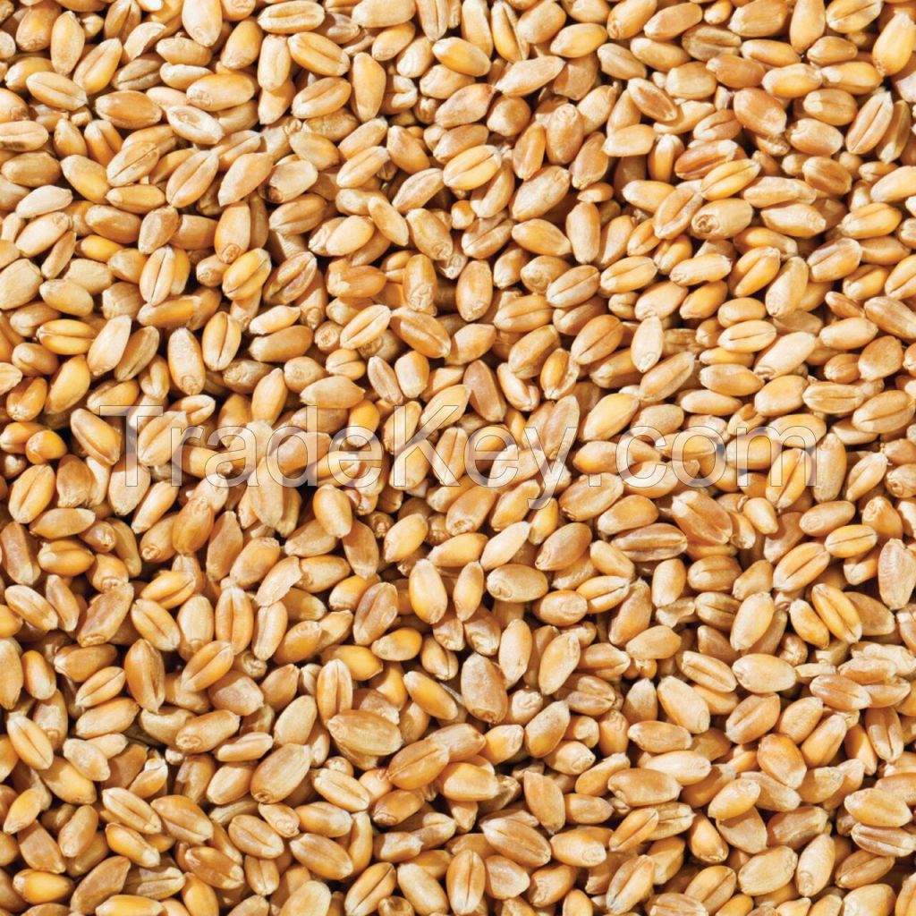 Best Market Price Wholesale Wheat Grain Top Quality Whole Wheat