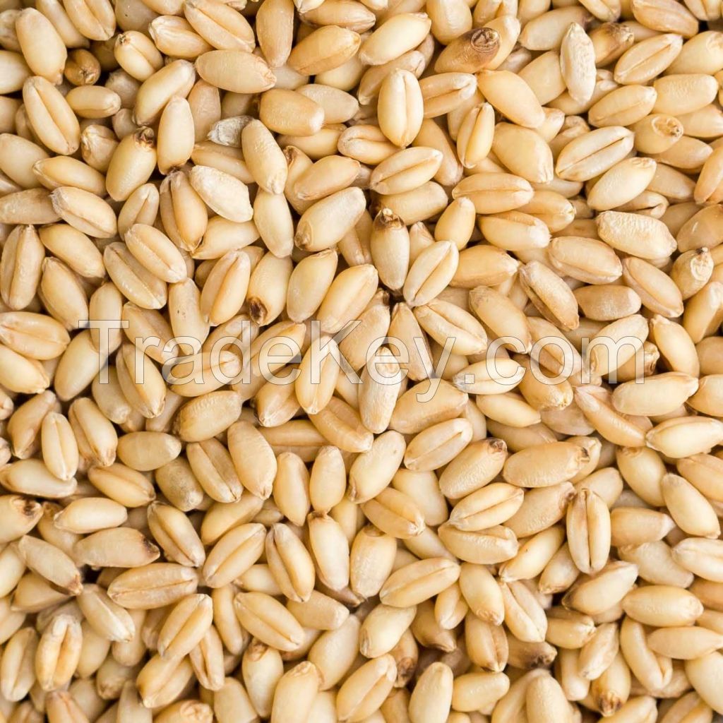 Best Market Price Wholesale Wheat Grain Top Quality Whole Wheat