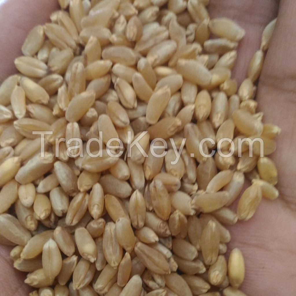 Best Market Price Wholesale Wheat Grain Top Quality Whole Wheat