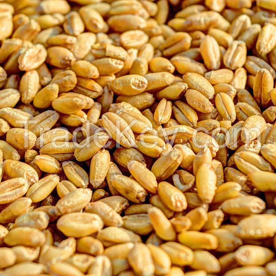 Wheat manufacturer suppliers for wheat grain milling wheat grains