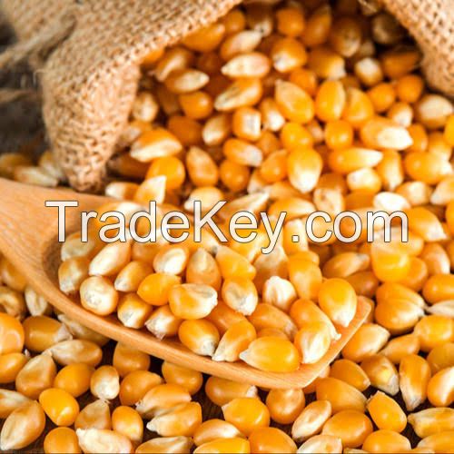 Superior Yellow Corn for Global Markets