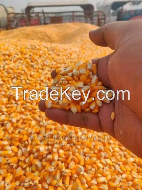 High-Grade Yellow Maize – Designed for Quality