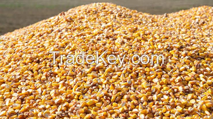 Superior Yellow Corn for Global Markets