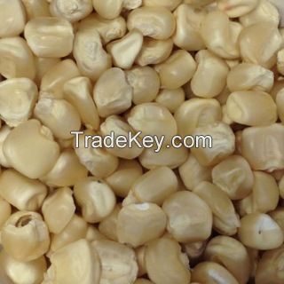 High-Quality White Maize Corn for Cereal and Flour Production