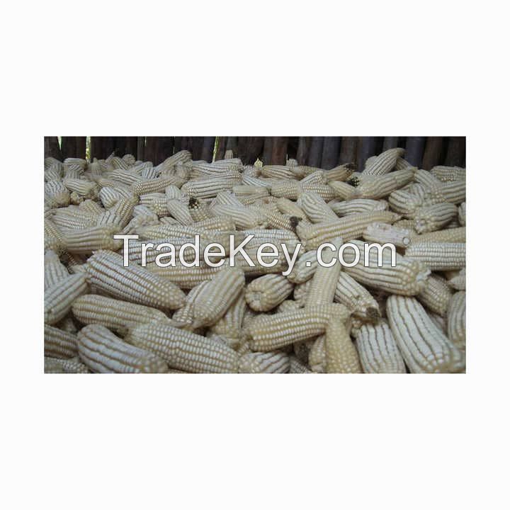 Fresh White Corn Maize for Milling & Food Manufacturing