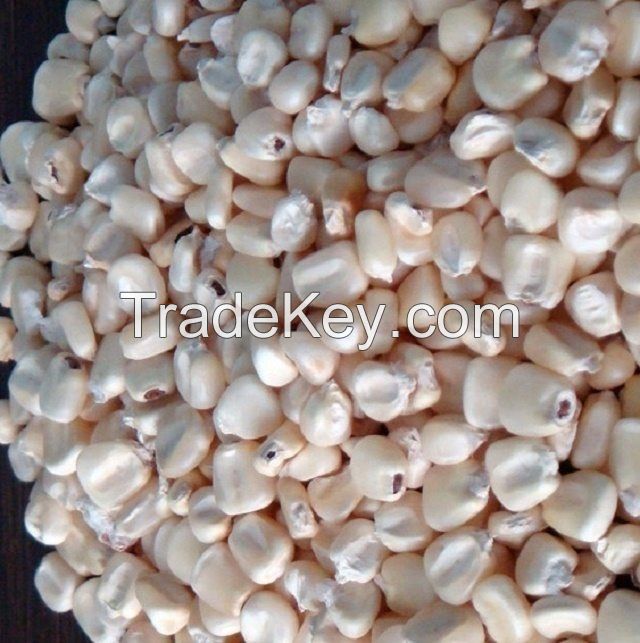 White and Yellow Maize for sale