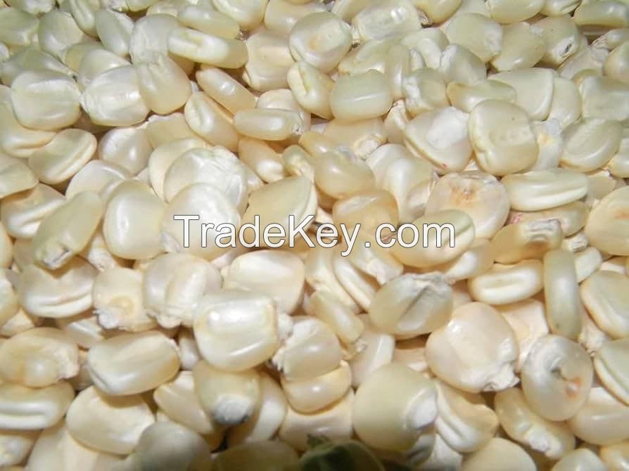 Agricultural Product Bulk Grain White Dry Corn Kernel Dried Maize Dry White Corn with Competitive Price