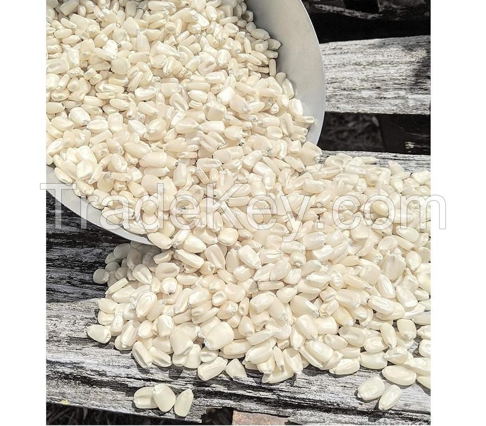 GOOD Non GMO White Maize Corn In BULK.