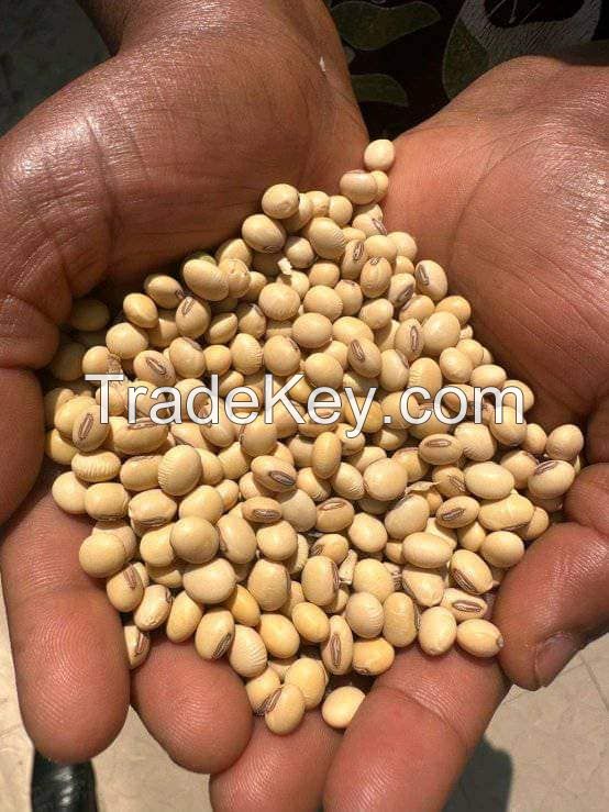 Certified Soybean/soya bean/soja/dried soya bean