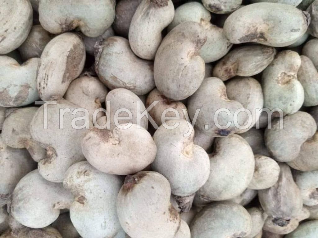 Top Grade Dried Cashew Nut SW 240 at Best Price