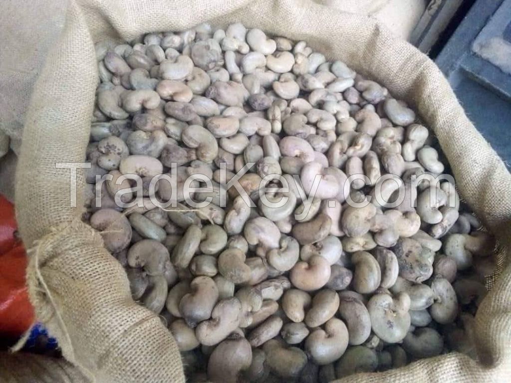 Top Grade Dried Cashew Nut SW 240 at Best Price