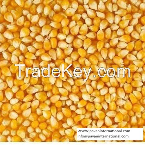 Top Quality Animal Feed Grade Yellow Maize