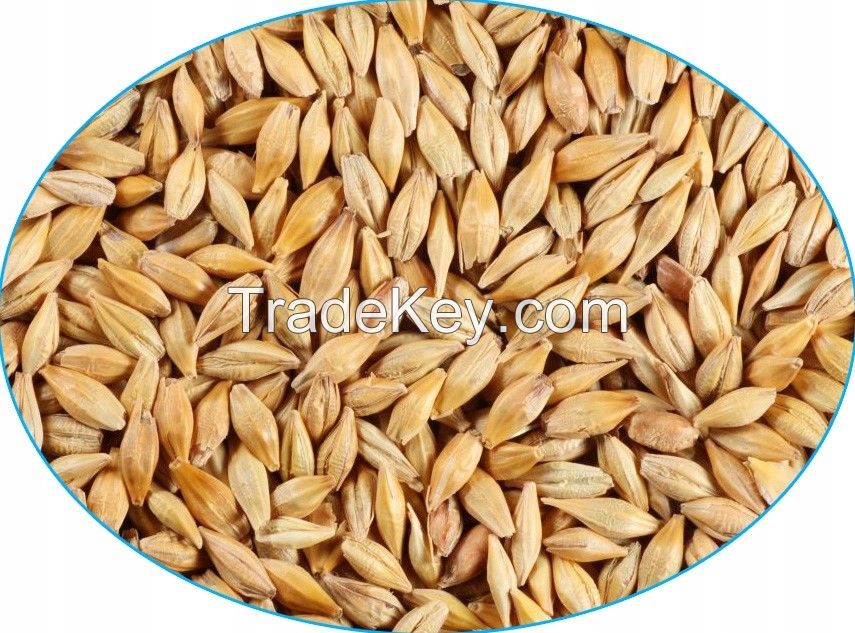 Barley