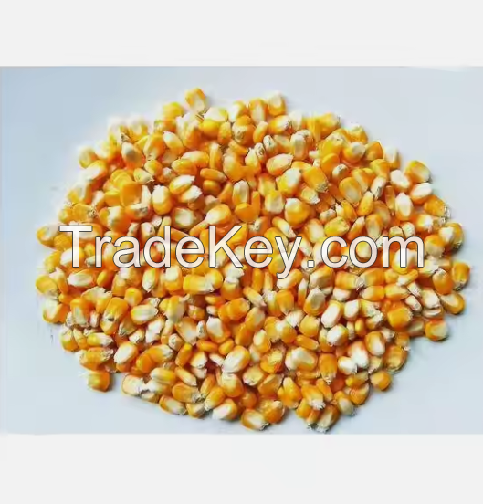 Top Quality Non GMO Yellow Maize for Sale in cheap price