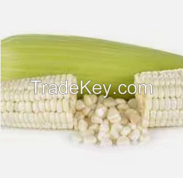 Top Quality Non GMO Yellow Maize for Sale in cheap price