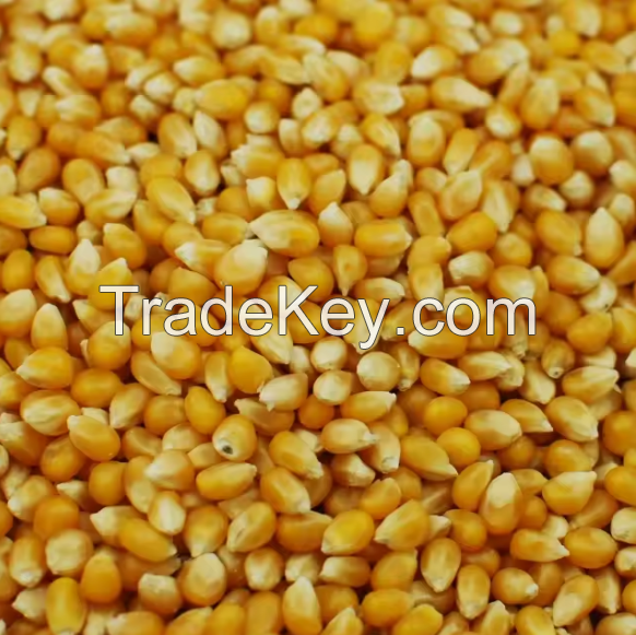 Fresh Corns White And Yellow Corns/Yellow Maize for Animal Feed